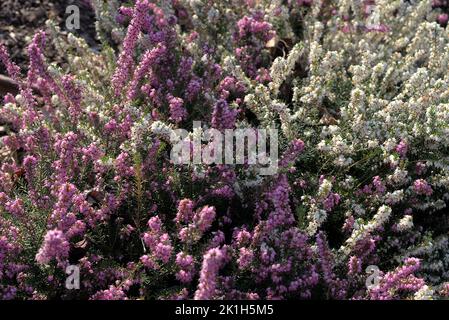 grove of white and pink common heather (calluna vulgaris - Ericaceae) close up Stock Photo