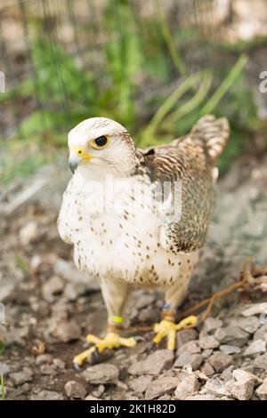 A beautiful white falcon Falco rusticolus in an aviary Stock Photo