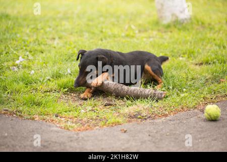 Adult playful dog of the Jagdterrier breed on green grass Stock Photo