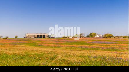 Salem Lutheran Church with Texas Bluebonnets and Texas Indian Paintbrush wildflowers in Whitehall, Texas. Stock Photo