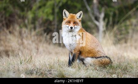 Calm red fox sitting on a glade with yellow grass in autumn nature. Stock Photo