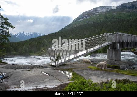 Wonderful landscapes in Norway. Vestland. Beautiful scenery of Likholefossen waterfall and river Eldalselva Gaula. Mountain, trees and sheeps in backg Stock Photo