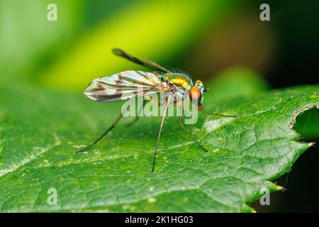 Long-legged Fly (Condylostylus sp.), of the Condylostylus sipho group. Stock Photo