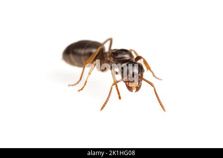 Citronella Ant (Lasius aphidicola) - Queen isolated on white background ...