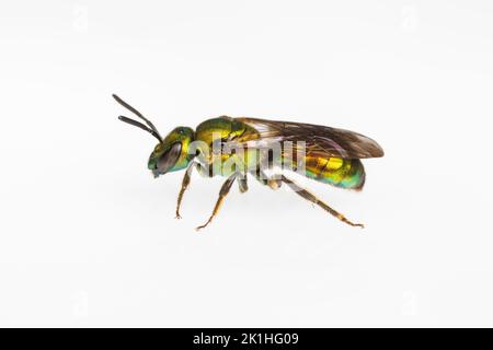 Pure Gold-green Sweat bee (Augochlora pura) - Female Stock Photo