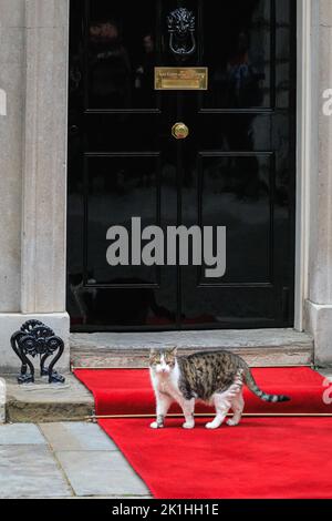 London, UK. 18th Sep, 2022. Larry, the Downing Street cat and Chief Mouser, gets his moment on the red carpet, which has been installed outside No 10 Downing Street for the arrival of Polish President Andrzej Duda. Credit: Imageplotter/Alamy Live News Stock Photo