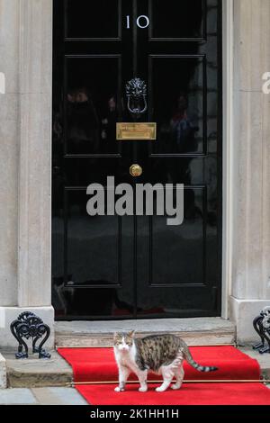 London, UK. 18th Sep, 2022. Larry, the Downing Street cat and Chief Mouser, gets his moment on the red carpet, which has been installed outside No 10 Downing Street for the arrival of Polish President Andrzej Duda. Credit: Imageplotter/Alamy Live News Stock Photo