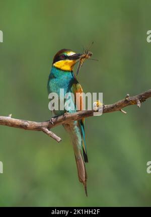 A European bee-eater bird sits on a dry tree branch and holds a huge dragonfly in its beak Stock Photo