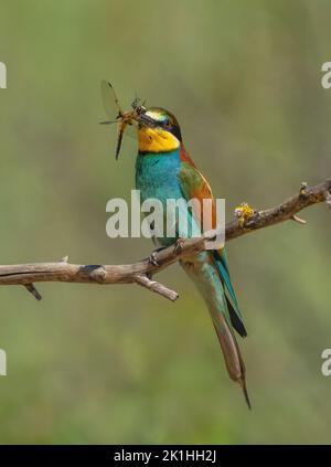 A European bee-eater bird sits on a dry tree branch and holds a huge dragonfly in its beak Stock Photo