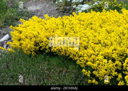 Cytisus, Groundcover, Yellow, Scotch Broom, Ground cover, Flowering, Prostrate Broom, Spring, Cytisus decumbens, Flowers in Garden ground cover plants Stock Photo