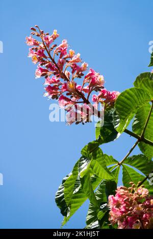 Aesculus carnea 'Briotii', Flowerhead Red Horse Chestnut blooming flower Stock Photo