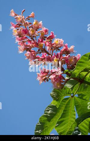 Aesculus x carnea 'Briotii', Flower head Red Horse Chestnut on end branch of tree in full bloom Stock Photo