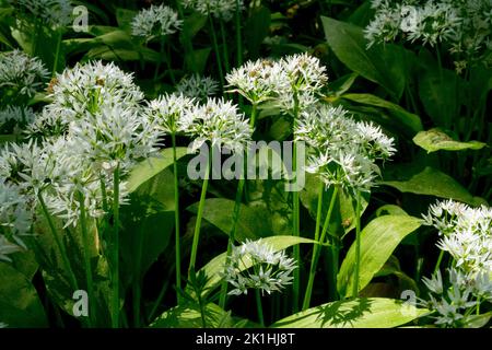 Bears Garlic, flowering Allium ursinum flowers Allium, Wild Garlic Blooming, Wood Garlic Stock Photo