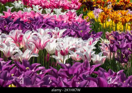 Pink purple flowers spring tulips in flower bed colourful mixed tulips display flowerbed Pink purple white yellow wide range of tulip colours Stock Photo