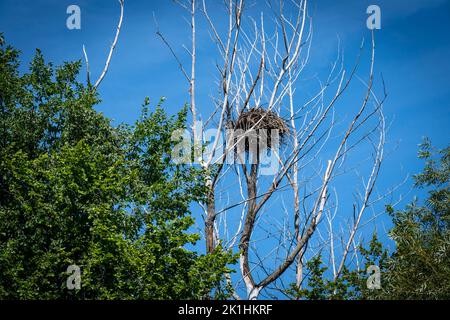 Bald Eagle nest in a park along the shore of the St. Lawrence River. Stock Photo
