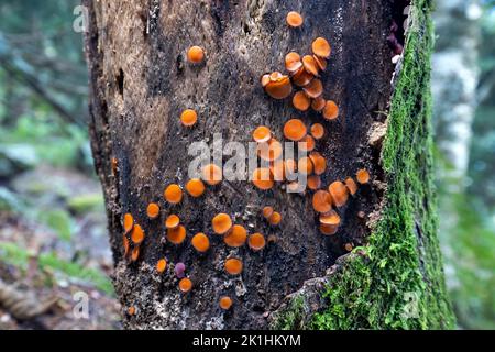 Common Eyelash Fungus (Scutellinia scutellata) - Craggy Gardens - Blue Ridge Parkway, near Asheville, North Carolina, USA Stock Photo