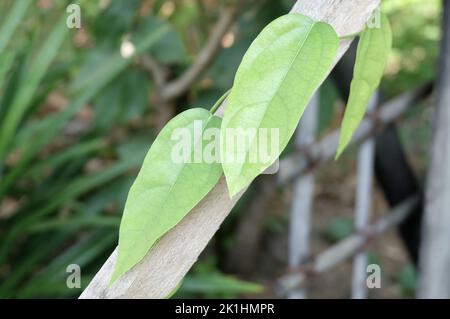 Vegetable and Herb, Fresh Tiliacora Triandra or Bai Ya Nang Leaves Climbing on Bamboo Pole. Used as Healthy Foods and Herbal Medicines. Stock Photo