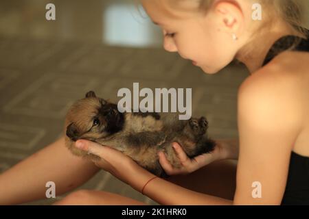 Adorable puppy pomeranian in the owner's hands. Portrait of a little Stock Photo