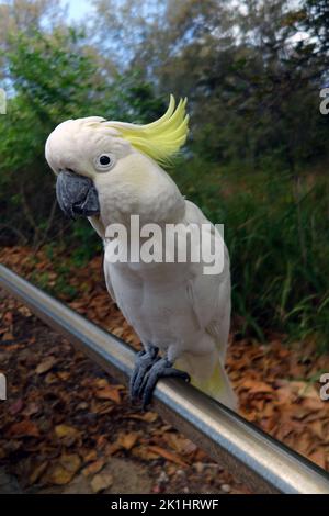 Inquisitive sulfur-crested cockatoo (Cacatua sulphurea) , Yorkey's Knob, Cairns, Queensland, Australia Stock Photo