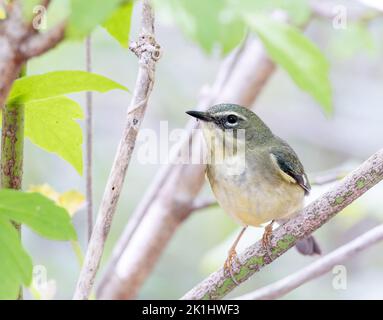 Black throated blue warbler perched on a tree Stock Photo