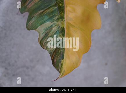 Stunning variegated half-moon leaf of Philodendron Caramel Marble Stock Photo