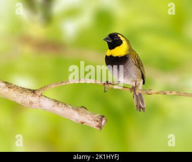 Cuban Grassquit perched on a tree branch Stock Photo