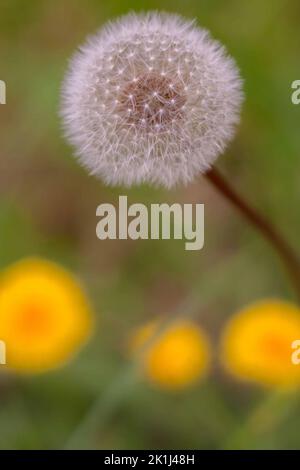 Common dandelion (Taraxacum officinale) seedhead often called a dandelion clock or blowball. Stock Photo