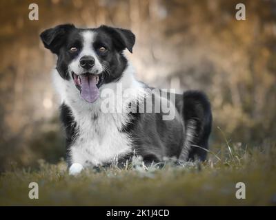 Border collie (Canis familiaris) lying down, looking to its owner behind the camera, panting. Stock Photo