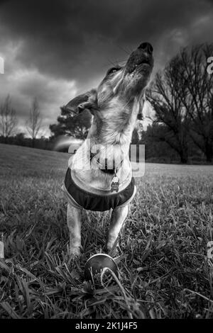 Jack Russell terrier (Canis familiaris) inviting play Stock Photo