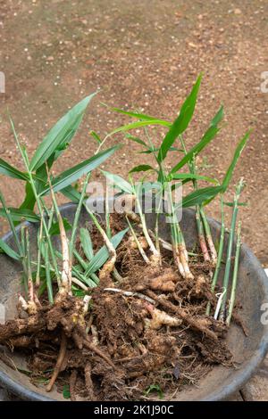 fresh ginger rhizome or roots with soil in a tray ready to plant, flavoring herb taken in soft-focus background with copy space Stock Photo