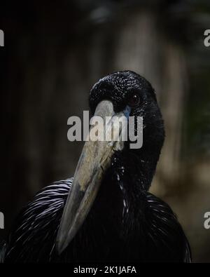 Portrait of an african openbill Stock Photo