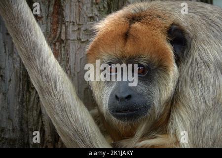 Portrait of a black howler monkey Stock Photo