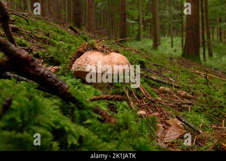 Blusher mushroom (Amanita) on the forest floor