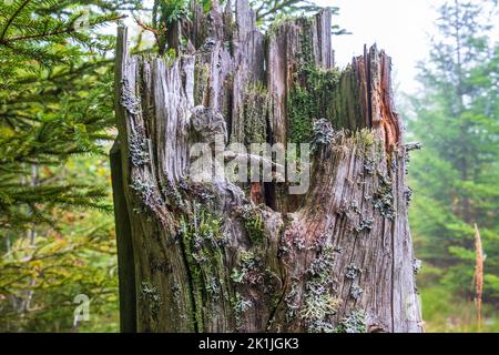 Tree stump with lichens and cracks in the forest Stock Photo