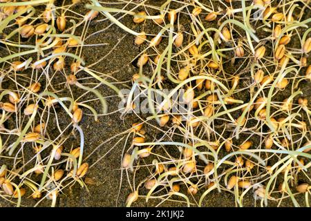 Background of young shoots. bean sprouts are growing at home, Organic plant for Asian food cooking. wheat Stock Photo