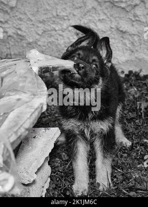 Black and white portrait of a German Shepherd puppy looking up, with playful expression and soft natural light. Stock Photo