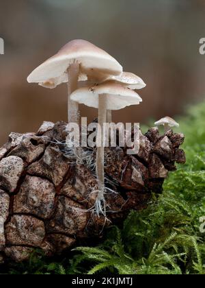 Conifercone cap, Baeospora myosura, growing on a confier cone, Norfolk, November Stock Photo