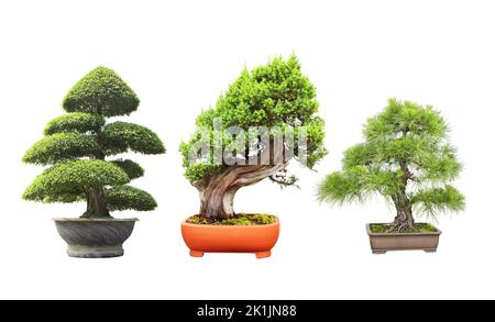 Collection of bonsai tree. Set of bonsai of different shapes in clay pots. Isolated on white background Stock Photo