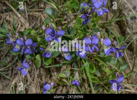 Pyrenean Violet, Viola pyrenaica in flower in high pasture, Pyrenees. Stock Photo