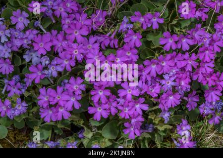 Hairy Primrose, Primula hirsuta, in flower on acid rock, high in the Pyrenees. Stock Photo