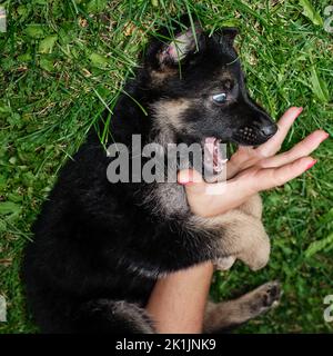 German Shepherd puppy lying on green grass and playfully biting a person’s hand. Cute young dog portrait in a natural outdoor setting, showing playful Stock Photo