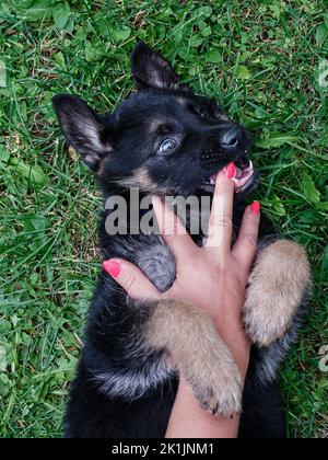 German Shepherd puppy lying on green grass and playfully biting a person’s hand. Cute young dog portrait in a natural outdoor setting, showing playful Stock Photo