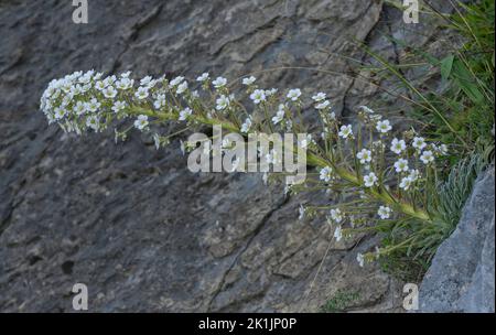 Pyrenean Saxifrage, Saxifraga longifolia, in flower on limestone cliff, Pyrenees. Stock Photo