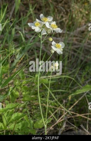 Tuberous-rooted meadow rue, Thalictrum tuberosum  in flower on dry slope, Spanish Pyrenees. Stock Photo