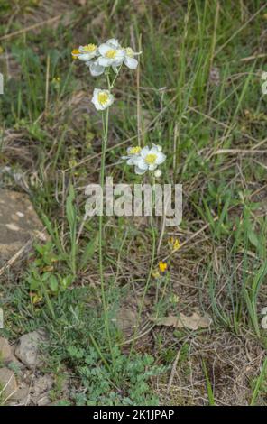 Tuberous-rooted meadow rue, Thalictrum tuberosum  in flower on dry slope, Spanish Pyrenees. Stock Photo