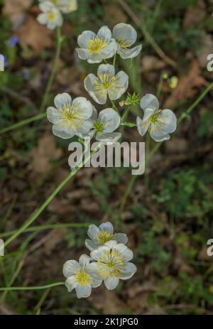 Tuberous-rooted meadow rue, Thalictrum tuberosum  in flower on dry slope, Spanish Pyrenees. Stock Photo