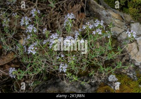 Common thyme, Thymus vulgaris, in flower in garrigue, France. Stock Photo