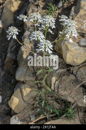 Wild candytuft, Iberis amara, in flower in dry limestone soil. Stock Photo