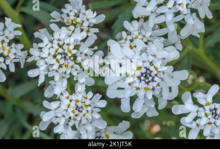 Wild candytuft, Iberis amara, in flower in dry limestone soil. Stock Photo