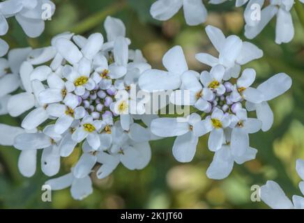 Wild candytuft, Iberis amara, in flower in dry limestone soil. Stock Photo